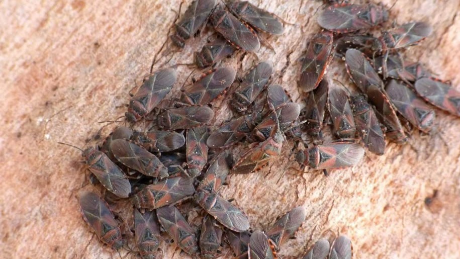 Contenimento cimice dell'olmo | Comune di Palanzano